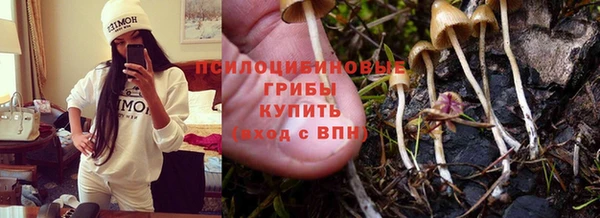 шишки Новозыбков